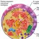 현미경으로 본 암세포의 모습: 사진 및 설명 현미경으로 본 인간 장기의 표면