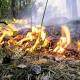 Api unggun: keamanan kebakaran dan aturan pembuatannya di hutan